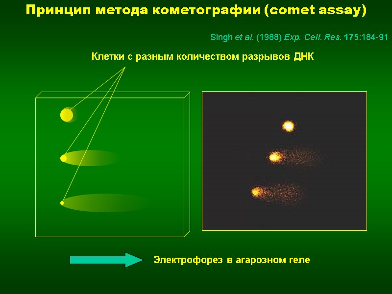 Принцип метода кометографии (comet assay) Электрофорез в агарозном геле Клетки с разным количеством разрывов